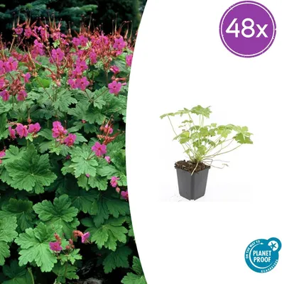 Produktbild von Geranium macr. 'Czakor' | 48 Stück - 10-25cm - Ø9cm - Gartenpflanze