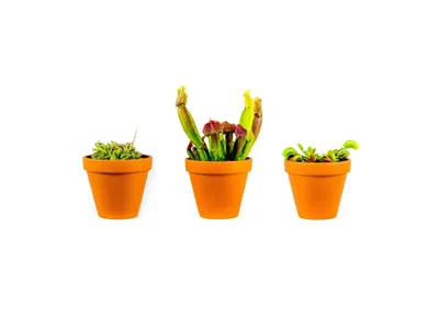 Obrázek produktu pro Gardners Set rostlin masožravky