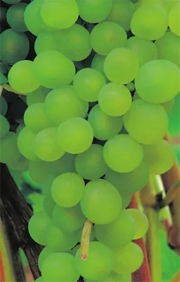 Produktbild von Vitis vinifera Venus - kernarme grünweiße Weintraube Tafeltraube
