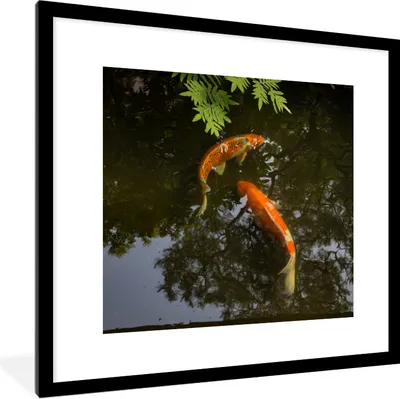 Produktbild von MuchoWow® Gerahmtes Poster Zwei Koi-Karpfen um einen Teich 40x40 cm - Poster mit Schwarzem Bilderrahmen Wandposter Rahmen Foto Bilder - Poster - Plakat im Rahmen