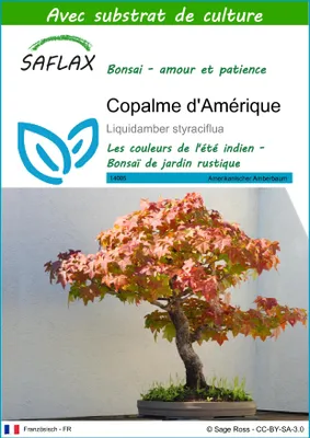Image de SAFLAX - Copalme d'Amérique - 100 graines - Avec substrat - Liquidamber