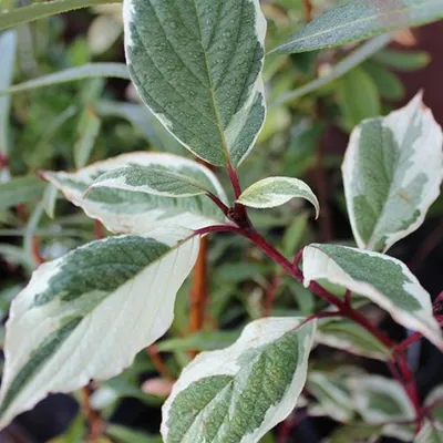 Produktbild von 2 x Hartriegel - Cornus Alba 'Sibirica Variegata' - 50-60 cm in Container