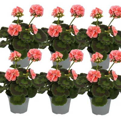 Obrázok produktu pre Pelargónia vzpriamená - Pelargonium zonale - 12cm kvetinác - sada 6 rastlín - ružová