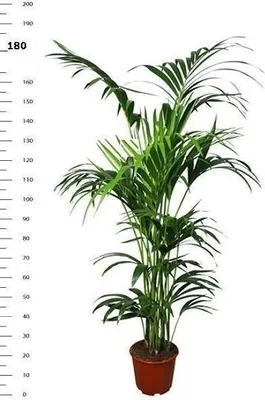 Produktbild von Kentia Palme (Howea forsteriana) 180-190 cm – Stilvolle Tropenpflanze für Innenräume
