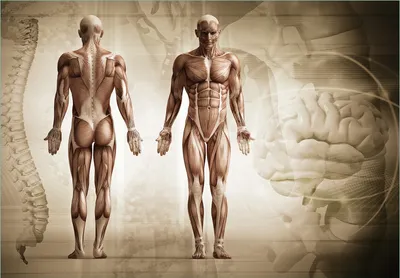 Produktbild von Wallario Fototapete Vliestapete, seidenmatte Oberfläche, einfache Verarbeitung, Größe 200 x 140 cm, Motiv Anatomie Mensch I