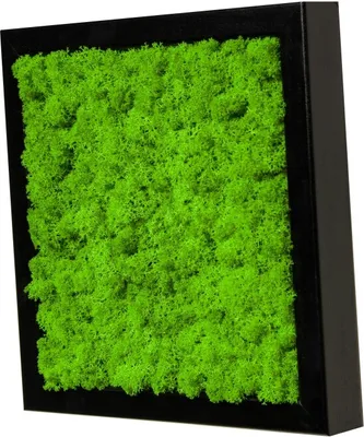 Produktbild von Moosbild mit echtem Islandmoos (schwarz 25x25 cm)