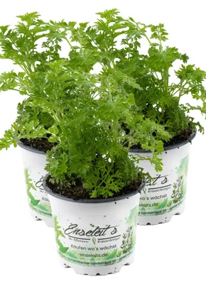 Produktbild von Enseleits 3er Set Wermut Pflanze, Marktfrische Kräuter Pflanze
