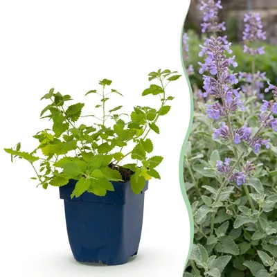 Produktbild von Green boutiQ - Staude - Nepeta faassenii - Katzenminze - Bienen- und Schmetterlingsmagneten - Lila - 1 Pflanzen - Topf 11cm - Höhe 15-25cm