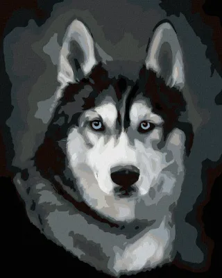 Produktbild von Zuty - Malen nach Zahlen - HUSKY PORTRÄT, 40x50 cm, mit Keilrahmen (bereits gespannt)