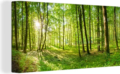 Obrázek produktu pro OneMillionCanvasses® - Plátno nástěnné umění - Příroda - Stromy - Les - Zelená - Sluneční světlo, nástěnná malba, nástěnné dekorace obrazy obývací pokoj, 80x40cm