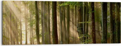 Produktbild von Bild auf Leinwand - Leinwandbild - Wald Baum Natur - 150x50cm - Wand Bild - Wanddeko - Wandbilder - Leinwanddruck - Bilder - Kunstdruck - Wanddekoration - Leinwand bilder - Wandkunst - CA150x50-3628