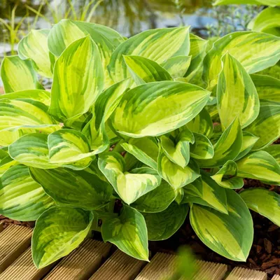 Produktbild von Hosta Staude Blattschmuck Schattenpflanze Garten Funkie Summer Breeze 1 St.