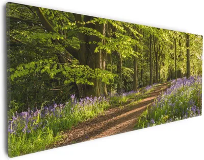Produktbild von Wallario Premium Leinwandbild Blaues Hasenglöckchen im Sommerwald in Größe 30 x 75 cm