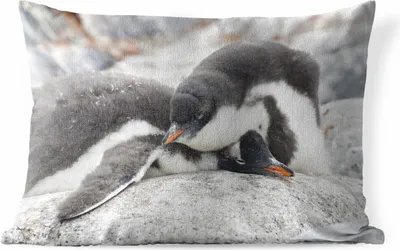 Produktbild von MuchoWow® Outdoor Kissen - Schlafende Pinguine - 60x40 cm - Wetterfest - Lounge Kissen - Zierkissen - Kissen für Innenräume