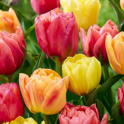 Produktbild von Green boutiQ - 24x Tulipa Symbiosa mix - Tulpe Symbiosa Mischung - Diverses - Frühlingsblüher - Zwiebelgröße 11/12