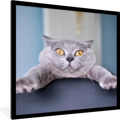 Produktbild von MuchoWow® Gerahmtes Poster Katze - Angst - Stuhl 40x40 cm - Poster mit Schwarzem Bilderrahmen Wandposter Rahmen Foto Bilder - Mit Rahmen - Wanddekoration Schlafzimmer