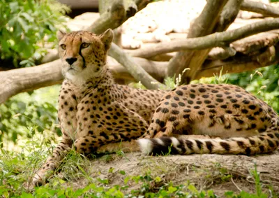 Produktbild von hansepuzzle 78470 - Gepard Puzzle, 260 Teile, Natur, 41,0 x 28,0cm mit hochwertiger Aufbewahrung, Kartonbox und wiederverschließbarem Beutel