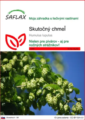 Obrázok produktu pre SAFLAX - skutočný chmeľ - Humulus lupulus - 50 Semená