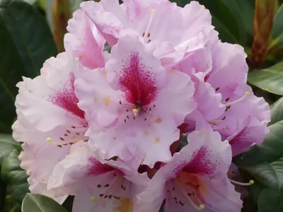 Produktbild von Rhododendron Hybride Diadem - Großblumige Alpenrose - 40 - 50 cm