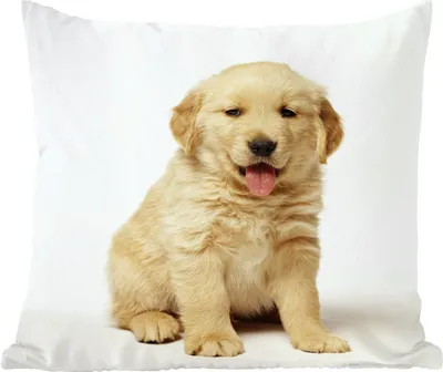 Produktbild von MuchoWow® Zierkissen Sofakissen Wohnzimmer Dekokissen 40x40 cm Porträt eines flauschigen Golden Retriever Welpen - Foto Kissen - Schlafzimmer Dekoration
