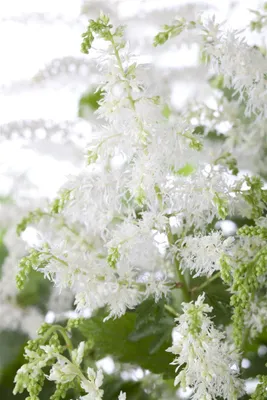 Produktbild von Astilbe x arendsii 'Brautschleier', Prachtspiere, weiß, ca. 9x9 cm Topf