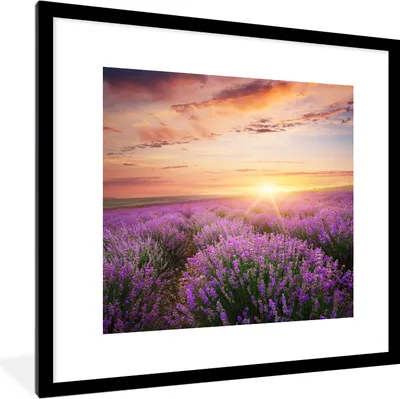 Produktbild von MuchoWow® Gerahmtes Poster Lavendel - Sonne - Blumen 40x40 cm - Poster mit Schwarzem Bilderrahmen Wandposter Rahmen Foto Bilder - Poster - Plakat im Rahmen
