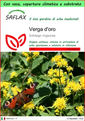 Immagine prodotto di SAFLAX Garden to go - Verga d'oro  - 100 semi - Solidago