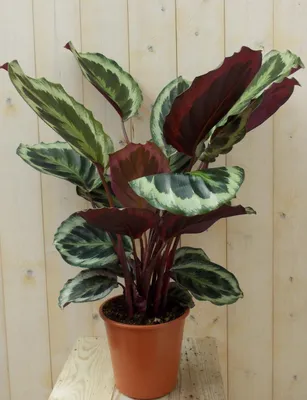 Productafbeelding van Calathea met grote bladeren donkergroen 60 cm Pauwenplant Warentuin Natuurlijk