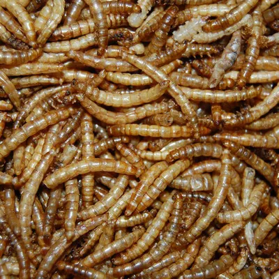 Productafbeelding van Boer'n Goed Meelwormen 5KG Eiwitrijk