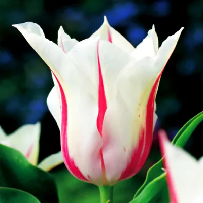 Zdjęcie produktu dla Tulipan Liliokształtny Marilyn 5 szt Tulipany Cebulki Tulipanów Cebule
