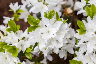 Produktbild von Rhododendron obtusum 'Kermesina Alba', weiß, 15–20 cm