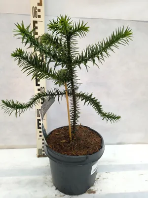 A small Araucaria araucana plant in a pot, with a ruler for scale.