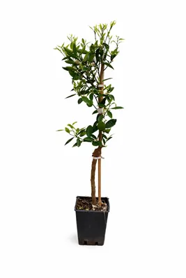 Produktbild von Hernandina Clementinenbaum 120–150 cm – Mediterraner Citrusbaum, winterhart & selbstfruchtend, süße Clementinen für Garten & Terrasse