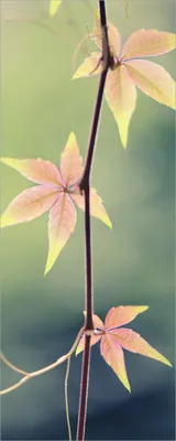 Produktbild von Wallario Poster - Herbstblume, Kunstdruck Größe: 50 x 125 cm