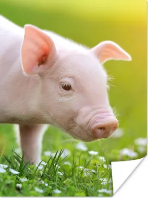 Produktbild von MuchoWow® Poster Tiere - Ferkel - Schwein 120x160 cm - Wandbilder
