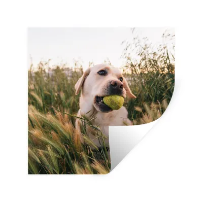 Produktbild von MuchoWow® Wandtattoo Wandsticker Wandaufkleber Labrador Retriever spielt mit einem Tennisball im Gras 100x100 cm Selbstklebend und Repositionierbar - Wierderverwendbar - Selbstklebend