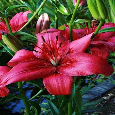 Image de Lys asiatique Lemberg 1 pièce Lys bulbes de lys bulbes à fleurs