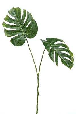 Produktbild von künstliches Monstera Affenblatt mit 2 Blättern je 50cm Emerald Kunstblätter