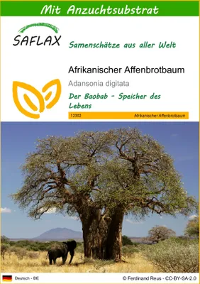 Produktbild von SAFLAX - Afrikanischer Affenbrotbaum - Adansonia digitata - 6 Samen - Mit keimfreiem Anzuchtsubstrat