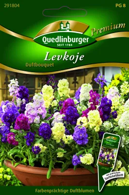 Produktbild von Quedlinburger Saatgut - Levkojen Duftbouquet - Samen - 291804