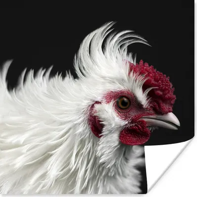 Produktbild von MuchoWow® Poster Huhn - Vogel - Schwarz 100x100 cm - Babyzimmer
