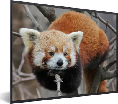 Produktbild von MuchoWow® Gerahmtes Poster Roter Panda - Äste - Baum 40x30 cm - Poster mit Schwarzem Bilderrahmen Wandposter Rahmen Foto Bilder - Kunstposter - Wanddekorationen
