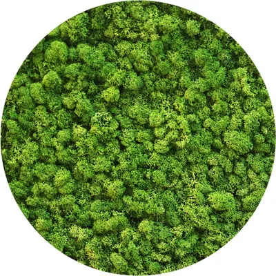 Zdjęcie produktu dla BioIce moss Light Green Chrobotek jasnozielony 25g