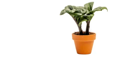 Obrázok produktu pre Gardners Zamioculcas zamiifolia Zenzi, priemer 6 cm