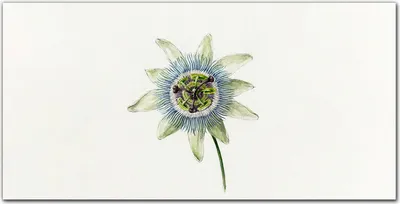 Produktbild von Coloray Bild aus Leinwand 100x50 Leinwand Dekoration - Blumen pflanzen