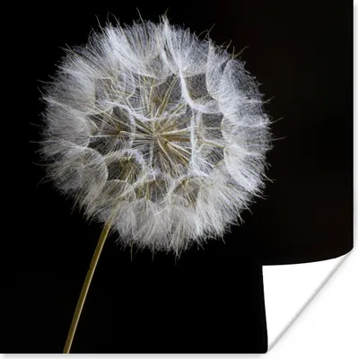 Produktbild von MuchoWow® Poster Makro - Löwenzahn - Schwarz 100x100 cm - Babyzimmer