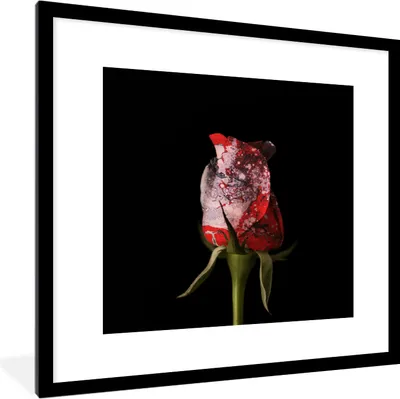 Produktbild von MuchoWow® MuchoWow® Gerahmtes Poster Rosen - Blumen - Farbe 40x40 cm - Poster mit zchwarzem Bilderrahmen - Poster - Plakat im Rahmen
