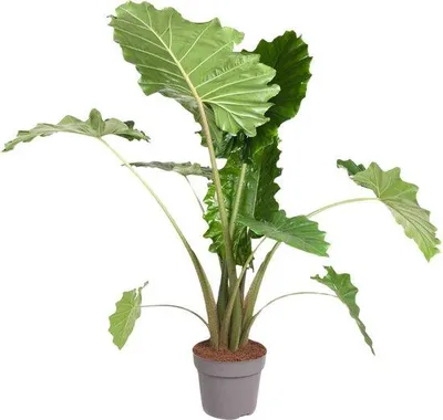 Productafbeelding van Famanu Alocasia Portodora - 150 cm - diameter 32 cm