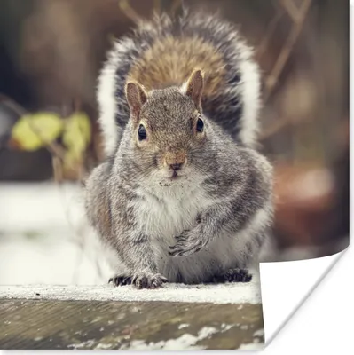 Produktbild von MuchoWow® Poster Eichhörnchen - Wildtier - Winter 75x75 cm - Wand Dekoration