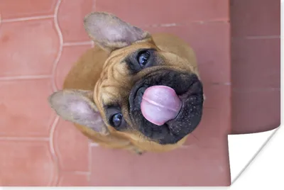 Produktbild von MuchoWow® Poster Ein französischer Bulldoggenwelpe 60x40 cm - Schlafzimmerdekoration